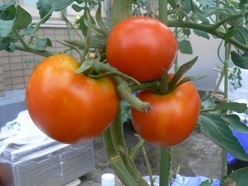 カンパリトマト_間もなく収穫2012022