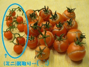 カンパリトマト_収穫2012118