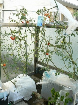20130818_トロ箱トマト