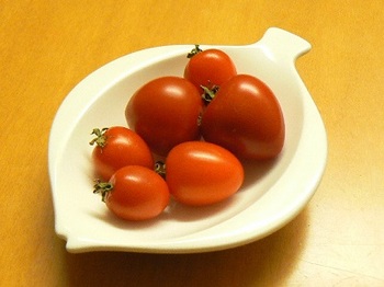 カンパリトマト収穫_20131010